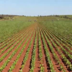 Plantação de soja em Mato Grosso na safra 2026/27