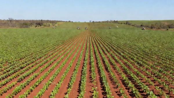 Plantação de soja em Mato Grosso na safra 2026/27
