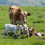 Vaca dá à luz bezerros trigêmeos e surpreende produtor em São Mateus: 'Achei que ia vir só um bezerrão' — Foto: Reprodução/TV Gazeta