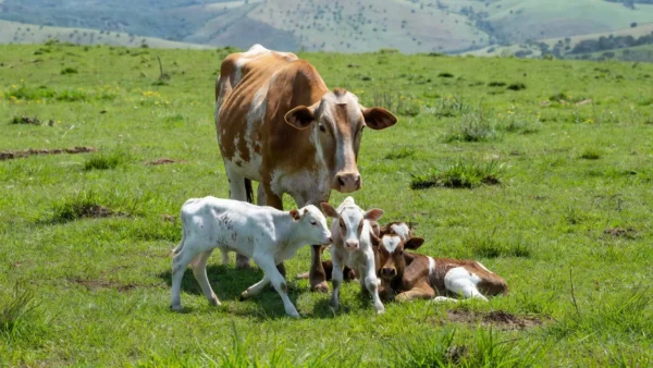 Vaca dá à luz bezerros trigêmeos e surpreende produtor em São Mateus: 'Achei que ia vir só um bezerrão' — Foto: Reprodução/TV Gazeta
