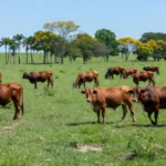 Rebanho de bovinos da raça Bravon em pastagem brasileira