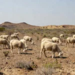 Cruzamento entre as raças Santa Inês e Bergamácia, o Berganês é adaptado para as condições do semiárido — Foto: Divulgação