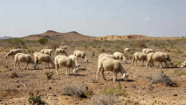 Cruzamento entre as raças Santa Inês e Bergamácia, o Berganês é adaptado para as condições do semiárido — Foto: Divulgação