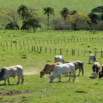 Rebanho de bois gordos em pastagem brasileira sobre oferta de arroba