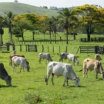 Rebanho de bovinos em pastagem no interior do Brasil