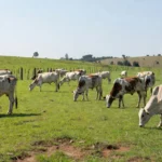 Rebanho de vacas Girolando em fazenda brasileira representando liderança em genética