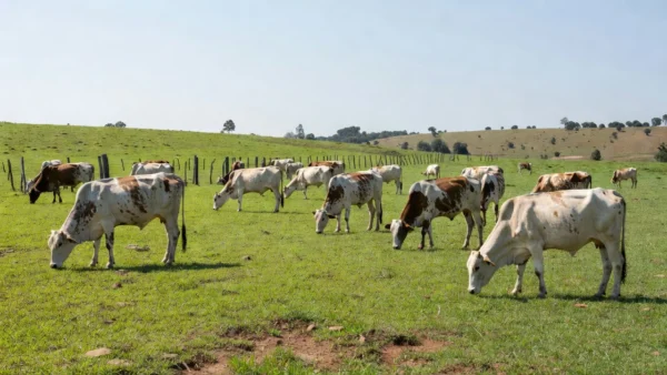 Rebanho de vacas Girolando em fazenda brasileira representando liderança em genética