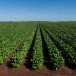 Plantação de soja no Brasil afetada pelo mercado internacional
