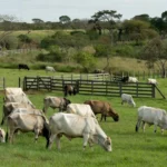 Foto: Fazenda Dona Amélia