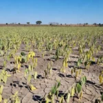 Estiagem leva município mineiro a decretar emergência econômica no setor agropecuário
