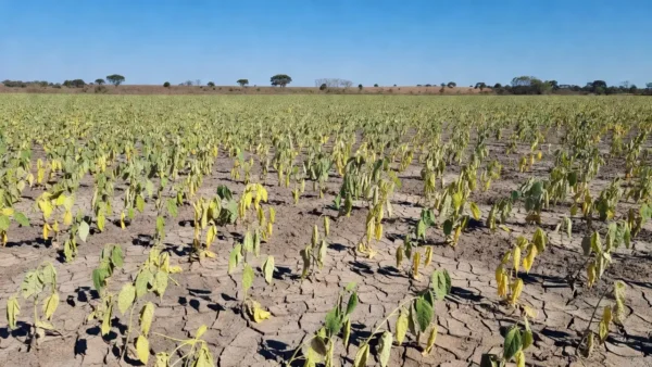 Estiagem leva município mineiro a decretar emergência econômica no setor agropecuário