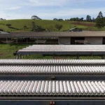 Uma única cidade produz mais de um quarto dos ovos de Santa Catarina; estado bate recorde