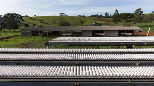 Uma única cidade produz mais de um quarto dos ovos de Santa Catarina; estado bate recorde