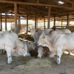 Foto: Divulgação / ABCC