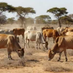 Conheça o gado africano capaz de produzir onde a mosca tsé-tsé impede a criação de outras raças