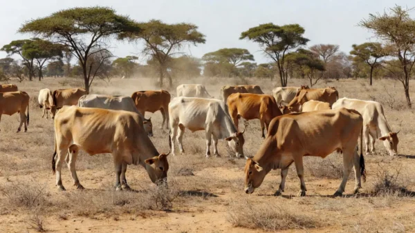 Conheça o gado africano capaz de produzir onde a mosca tsé-tsé impede a criação de outras raças