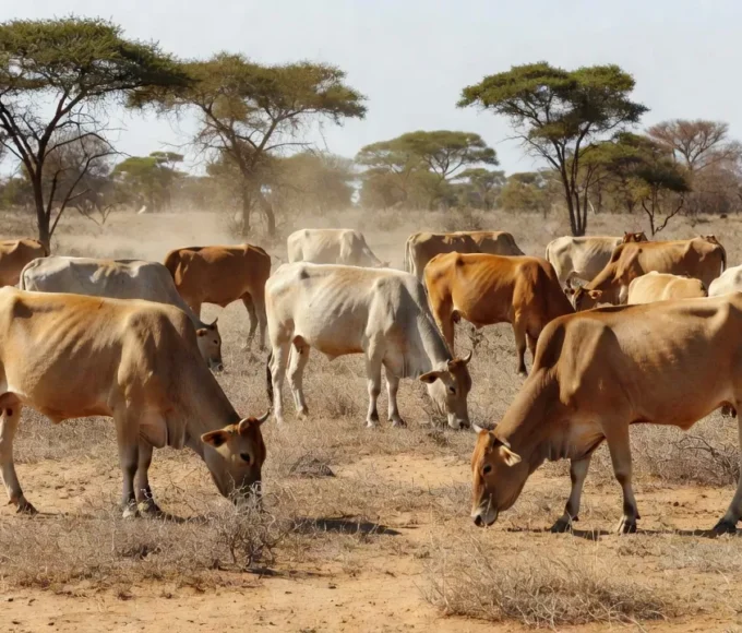 Conheça o gado africano capaz de produzir onde a mosca tsé-tsé impede a criação de outras raças
