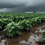 Lavoura de soja molhada após chuva no Brasil, tema reaplicação de defensivos