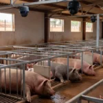 Câmeras de IA monitorando porcas em granja brasileira para previsão de partos