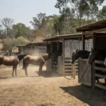 Cavalos em centro de hipismo de São Paulo durante onda de calor acima de 40°C