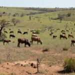 Foto: Colonial Agropecuária