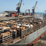 Navio com bovinos vivos em porto brasileiro para exportação
