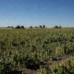 Próximo presidente deve enfrentar desafios como juros elevados e mudanças climáticas Reprodução/Record News