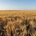 Norman Borlaug