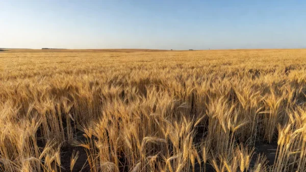 Norman Borlaug