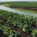Um riacho atravessa uma área de cultivo em Marshalltown, em Iowa. — Foto: Brittany Peterson/AP