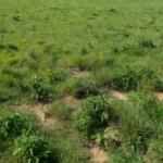 Pastagem brasileira com plantas invasoras resistentes em campo verde