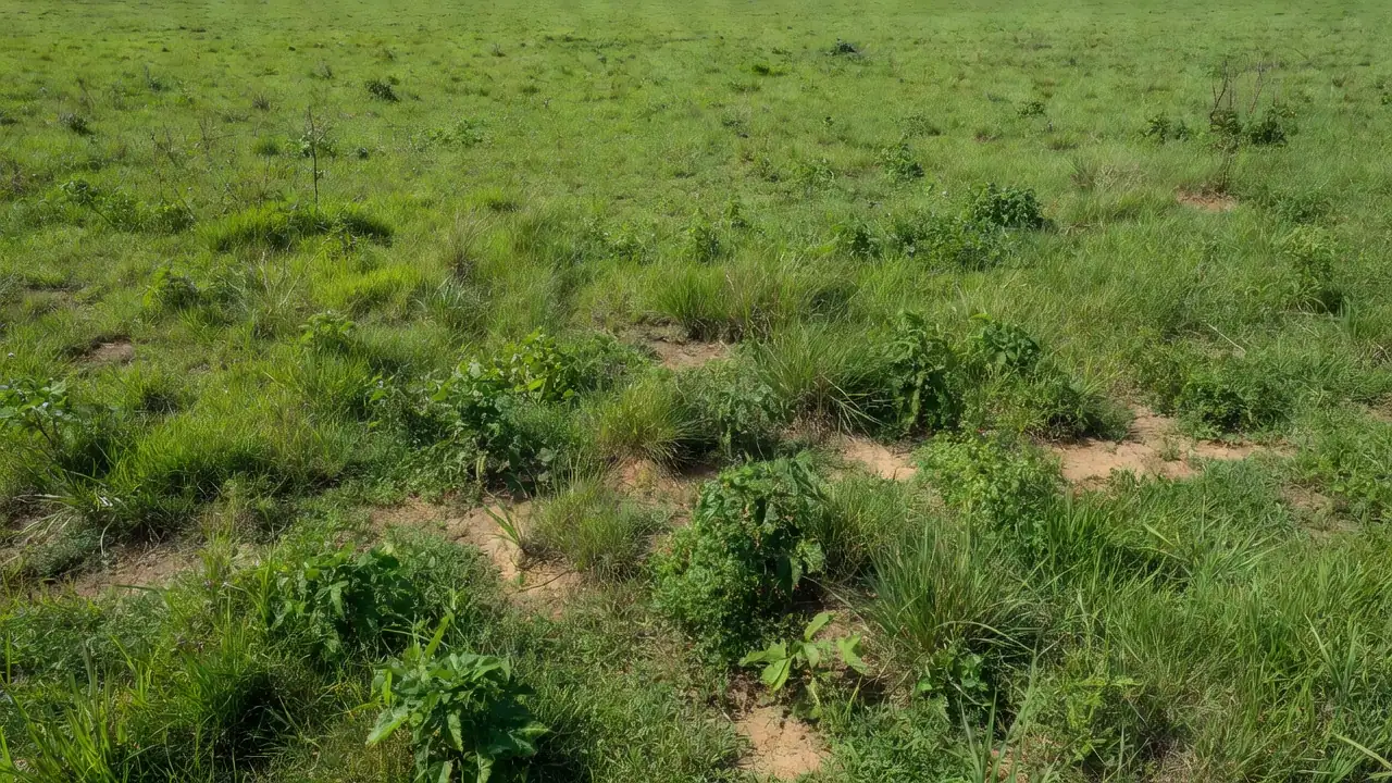 Pastagem brasileira com plantas invasoras resistentes em campo verde