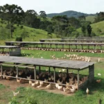 Comerciantes são obrigados a comprar frango de empresas ligadas a facções. — Foto: Fantástico