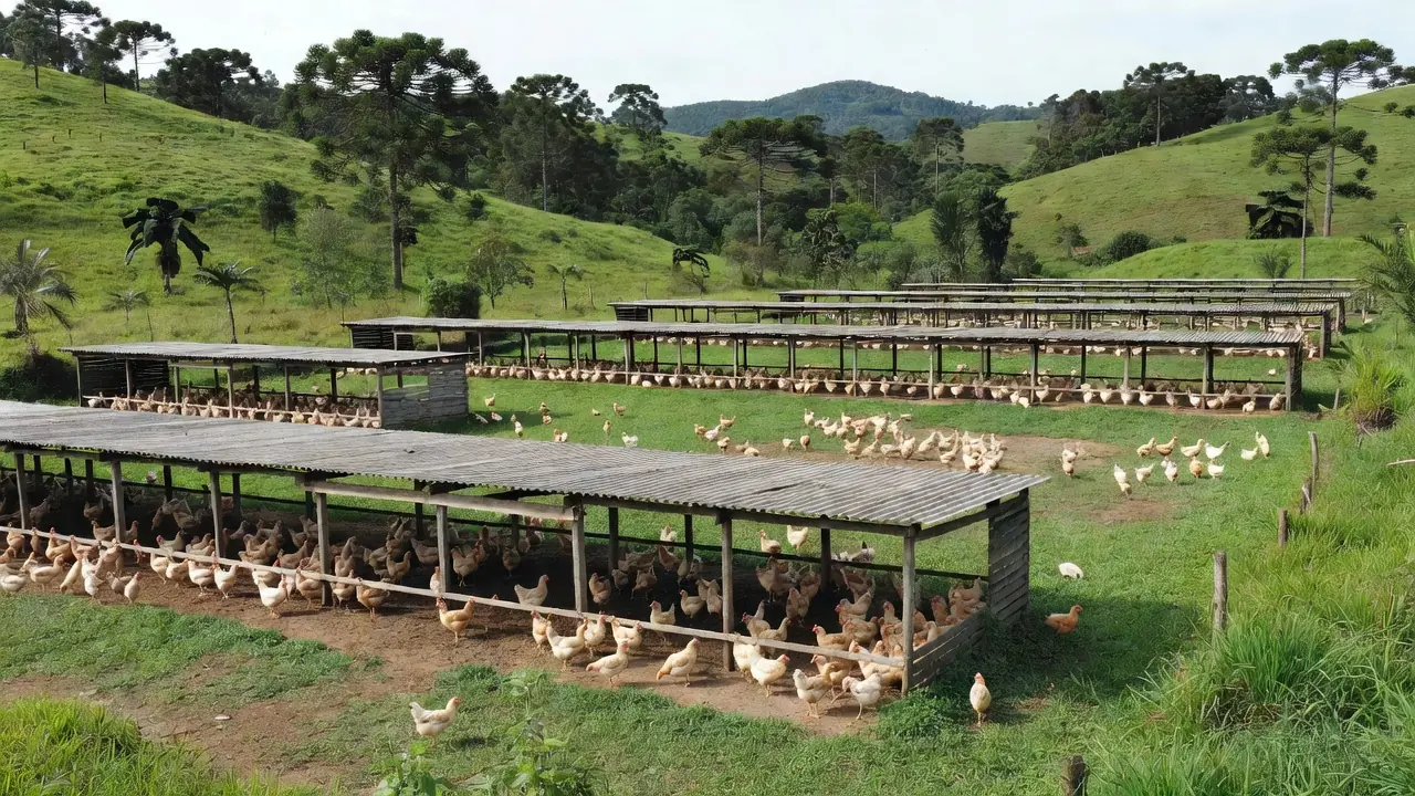 Comerciantes são obrigados a comprar frango de empresas ligadas a facções. — Foto: Fantástico