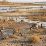 Bezerros recebem alimentação controlada durante experimento de retenção na Fazenda Aparecida, no Pantanal de Mato Grosso do Sul.