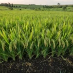 Campo de arroz no Brasil com sementes tratadas por radiação UV-B para maior produtividade