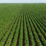 Plantação de soja no Brasil com demanda chinesa