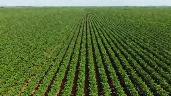Plantação de soja no Brasil com demanda chinesa