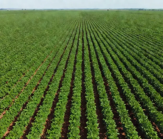 Plantação de soja no Brasil com demanda chinesa