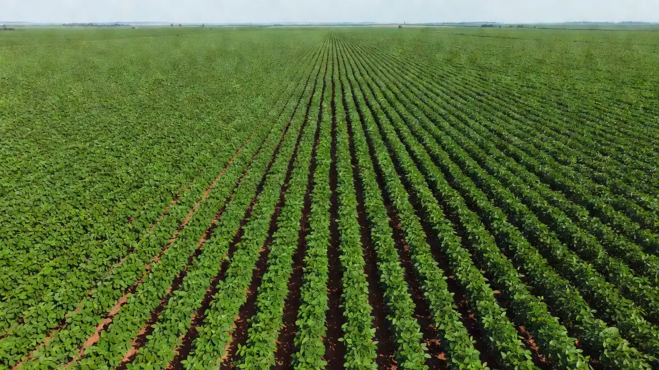Plantação de soja no Brasil com demanda chinesa