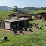 Em três dias, foram visitadas 256 propriedades com criação de aves de subsistência e 96 propriedades comerciais — Foto: Kelly Magri/Cidasc