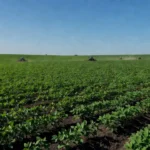 Plantação de soja em Mato Grosso durante safra 2026/27