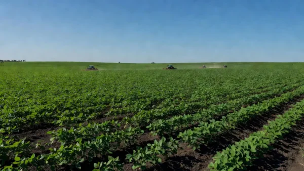 Plantação de soja em Mato Grosso durante safra 2026/27