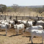 Lote de gado Nelore em leilão de genética em Goiás