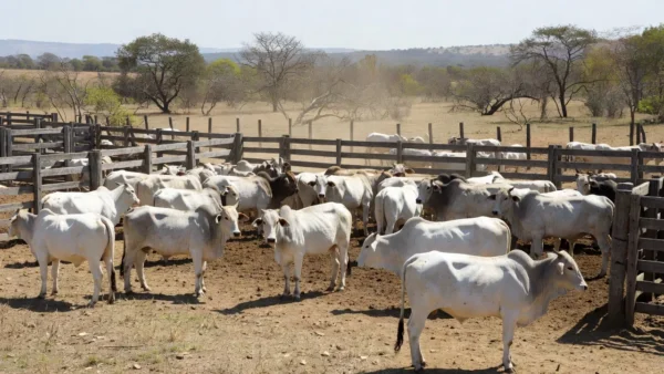 Lote de gado Nelore em leilão de genética em Goiás