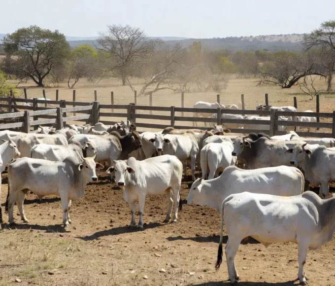 Lote de gado Nelore em leilão de genética em Goiás