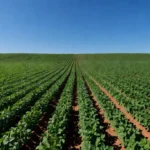Lavoura de soja no Brasil representando o agronegócio e diálogo com o governo